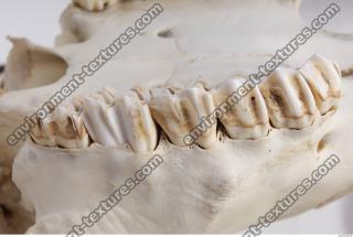 animal skull teeth 0021